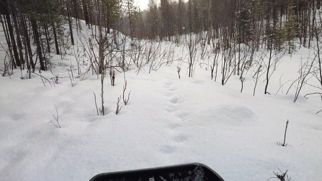 по плотному снегу на тофаларе 500 лонг толкач