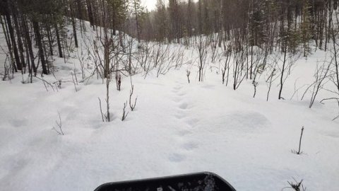 по плотному снегу на тофаларе 500 лонг толкач