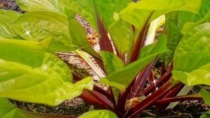 ХОСТЫ, которые любят солнце? Есть и такие!  ВЫРАЩИВАЕМ ЛЕГКО. ОЧЕНЬ КРАСИВЫЕ и НЕПРИХОТЛИВЫЕ ЦВЕТЫ.