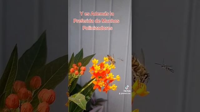 Asclepias curassavica planta que atrae Polinizadores mariposas, abejas y colibrís tenla en tu jardi