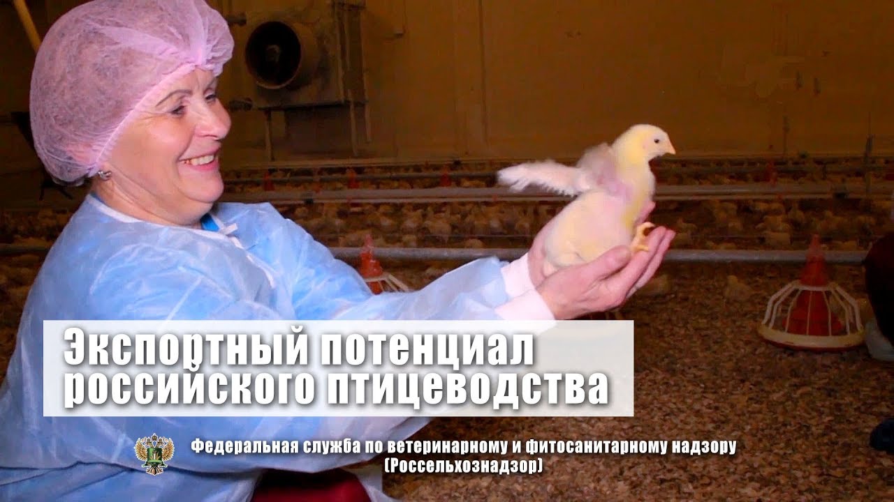Экспортный потенциал российского птицеводства