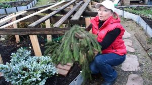 Почему я больше не укрываю лапником