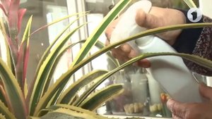 Как вырастить декоративный ананас.