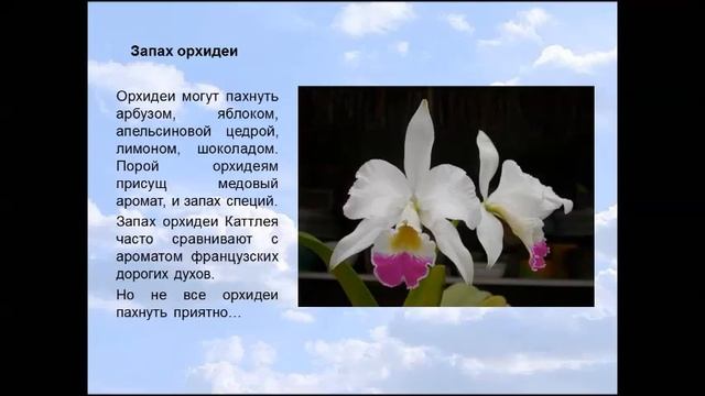 Ароматные орхидеи
