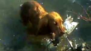 Английский кокер-спаниель на первой охоте!!!!