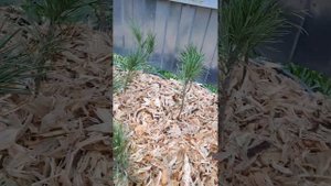 ?Саженцы кедра корейского(сосна кедровая корейская) обзор из питомника GreenPlanet37?