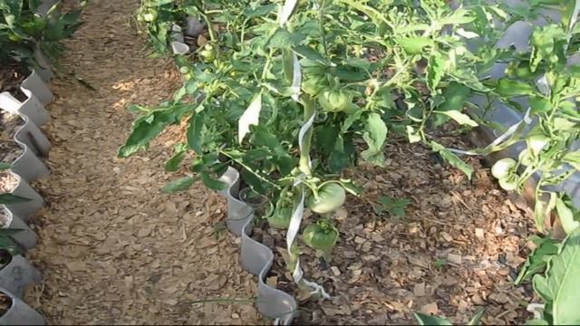 Теплица Томаты в теплице смотреть онлайн