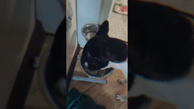 Французик ФОРЕСТ🤍 Ужин. Творожок. Мордочка🐶