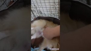 роды шпица 17.06.2024г