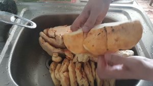 Трутовик серно-желтый. Самый яркий гриб!