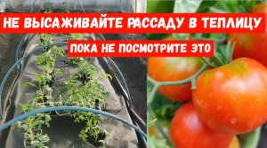 Положила это в лунку, теперь томаты буду собирать ведрами, посадка томатов в теплицу, Сибирь сезон 2