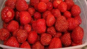 Смузи с киви и клубникой