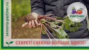 СЕКРЕТ! СВЁКЛЫ БОЛЬШЕ ВДВОЕ!