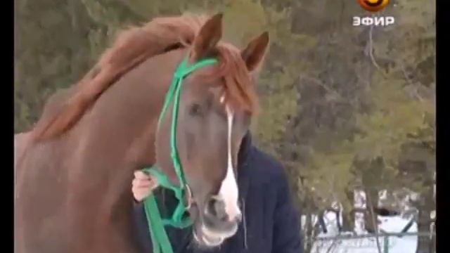 В Татарстане решили возродить некогда популярную породу лошадей смотреть онлайн