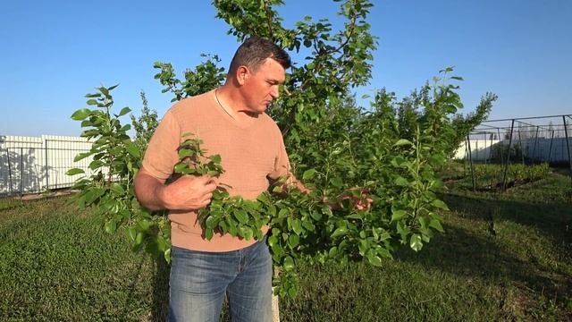 Чем обработать груши от ржавчины смотреть онлайн