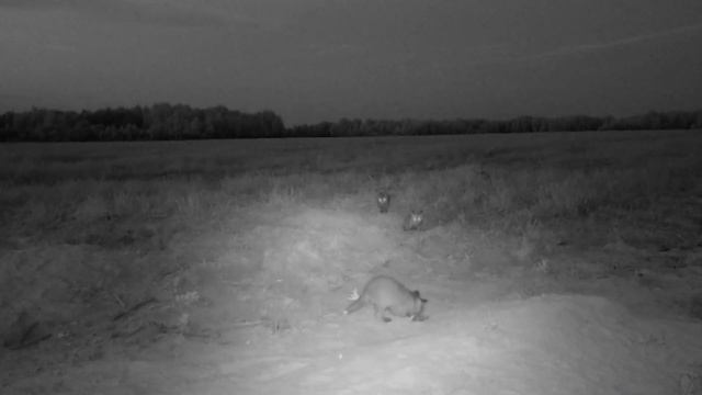 Поставил фото ловушку, на лисью нору. смотреть онлайн
