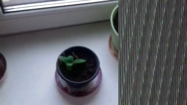 Черенкование под зиму на подоконнике гортензии "Блаумайзе", можжевельника и пеларгонии (герани) смотреть онлайн