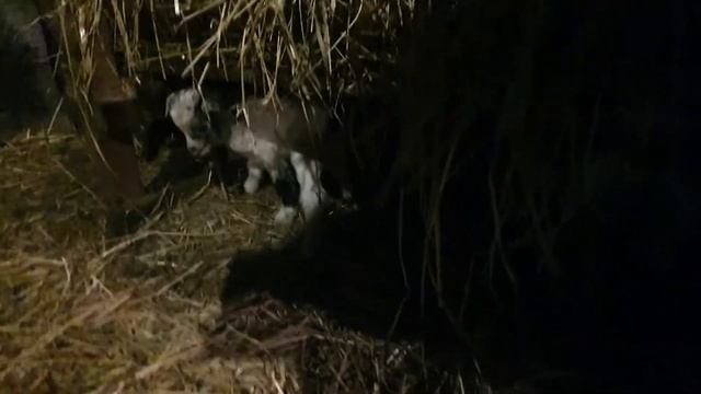 Как после родов чувствует себя коза Мила. Коротенькое видео. смотреть онлайн