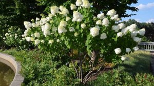 Гортензия Лаймлайт. Описание и уход.