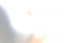 11 сентября 2023 Виноград Изабелла который можно купить в Санкт-Петербурге