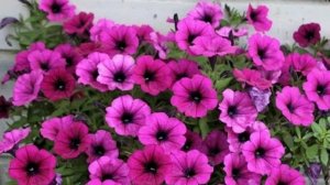 Сурфиния - Как из одного семечка вырастить целый цветущий Букет