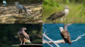 Учим Хищные Птицы+ Звуки???Малыш учит. Играем вместе. Игрушки и игры с детьми.