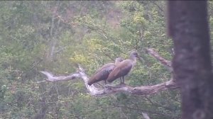 Птицы проснулись#Дикие животные#Птицы#Южная Африка