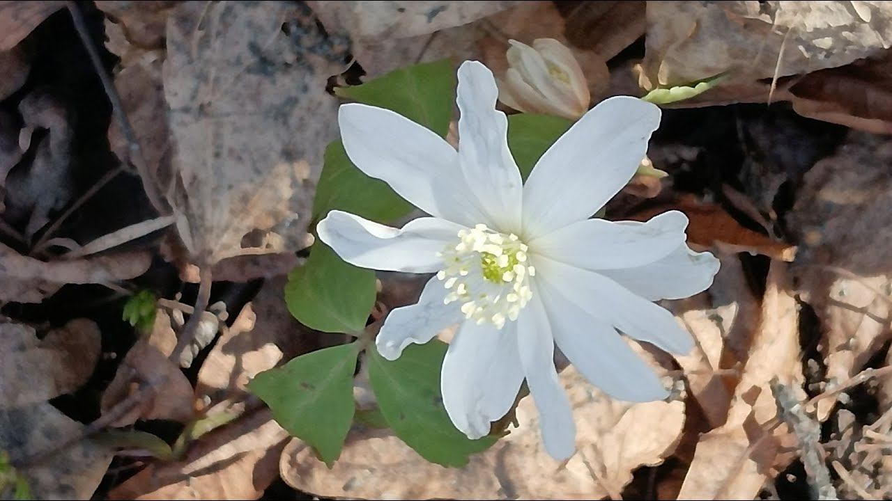 flowers Big Anemone, forest, spring, огромные цветы ветренница, птицы,лес, весна