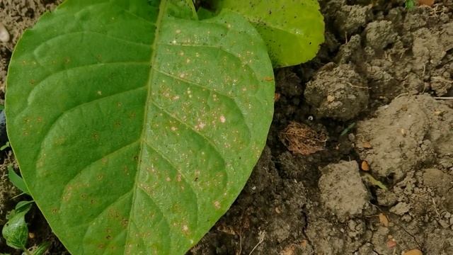 Обработал табак от болезней и вредителей смотреть онлайн