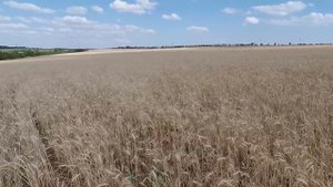 Комбайн Нива СК 5 косим озимую