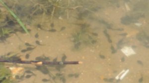 24 часа на рыбалке челлендж