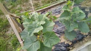 Первый урожай огурцов на чёрной плёнке.