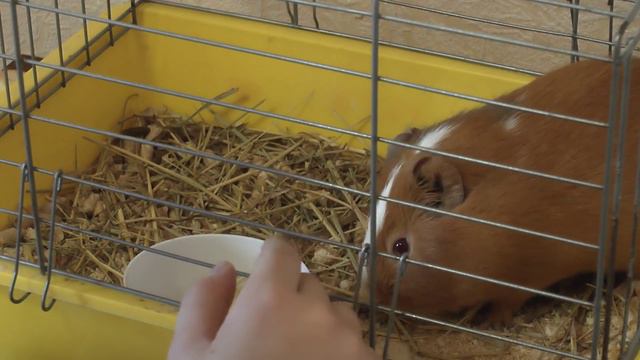 Морская свинка (Guinea pig) - мечта Ильи сбылась смотреть онлайн