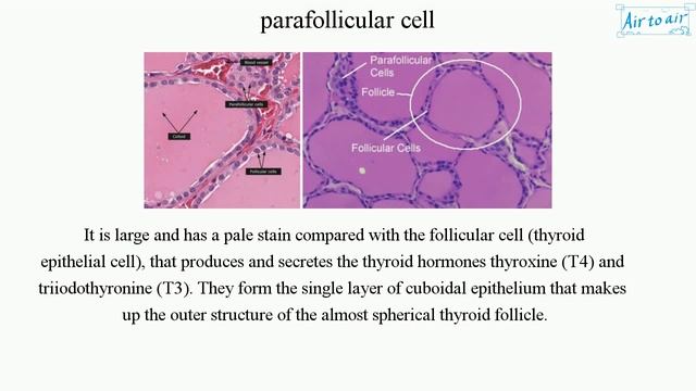 parafollicular cell смотреть онлайн
