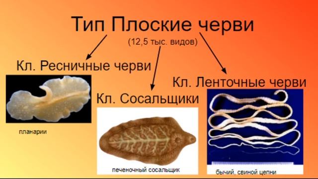 Биология ОГЭ Выпуск 18 Тип Плоские черви смотреть онлайн
