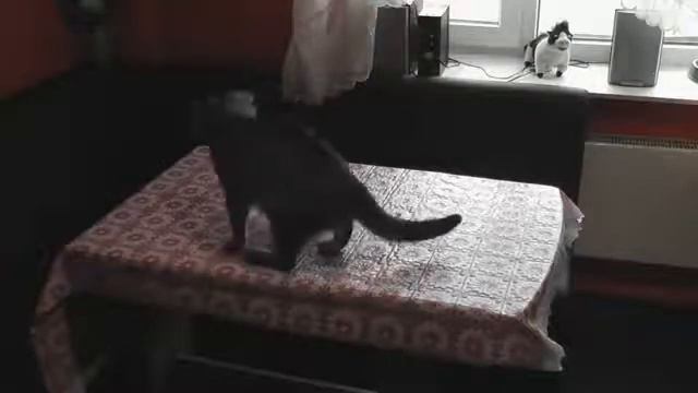 Кот ворует соломинки смотреть онлайн