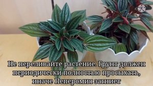 Пеперомия Россо: тонкости ухода