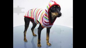 как приучить собаку к одежде