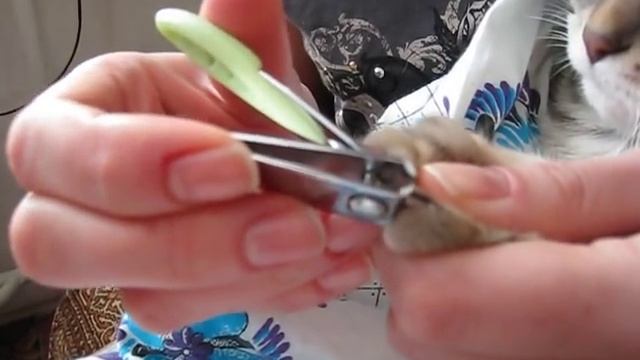 Как правильно обрезать когти коту. Как подстричь когти кошке