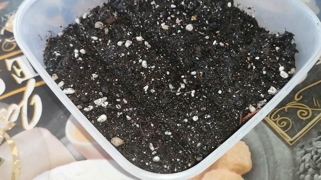 ?ПРОСТОЙ ПОСЕВ СЕМЯН БАКЛАЖАНОВ НА РАССАДУ! СЕЗОН 2022.?