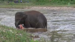 Слониха спасает человека