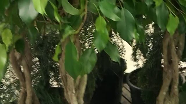 Ficus benjamina ´Exotica´ смотреть онлайн