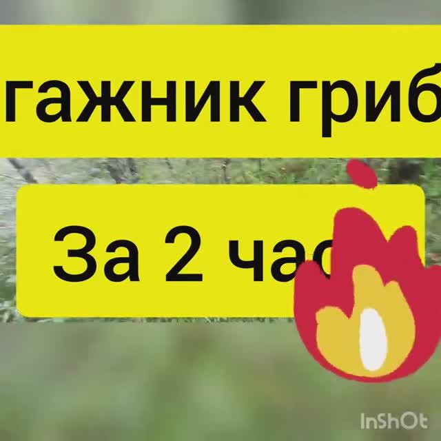 Собрал корзину грибов за 2 часа. Нашел гриб рыжик смотреть онлайн