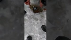 Ловля судака зимой на 9.400кг. В Ульяновске