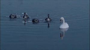 Боже, как хочется жить... - Ирина Самарина-Лабиринт