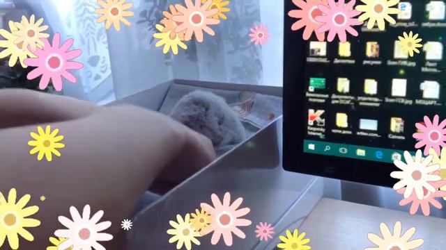 Пушок заболел 🤒🤒🤒 смотреть онлайн