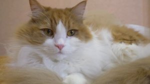 МОЖНО ДЕРЖАТЬ КОТА И ХОМЯКА В ОДНОМ ДОМЕ / КАК ПОДРУЖИТЬ ХОМКИ И КОТА / КОТ СЪЕСТ ХОМЯКА/ Alisa Eas