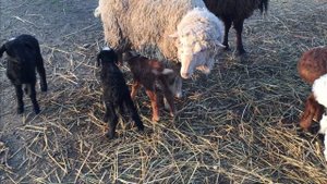 Баран породы Гиссар)