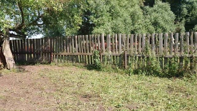 ГЕРЕФОРДСКИЕ ПАПА 312. Сразу после исследования крови... Ооо Дик Калужская область #дикфарм #dikfar