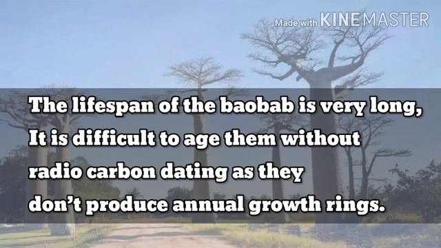Some facts and benefits about Baobab tree !